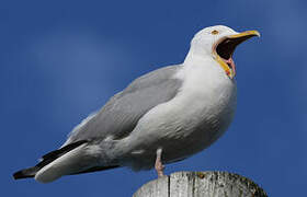 American Herring Gull