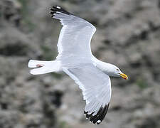 American Herring Gull