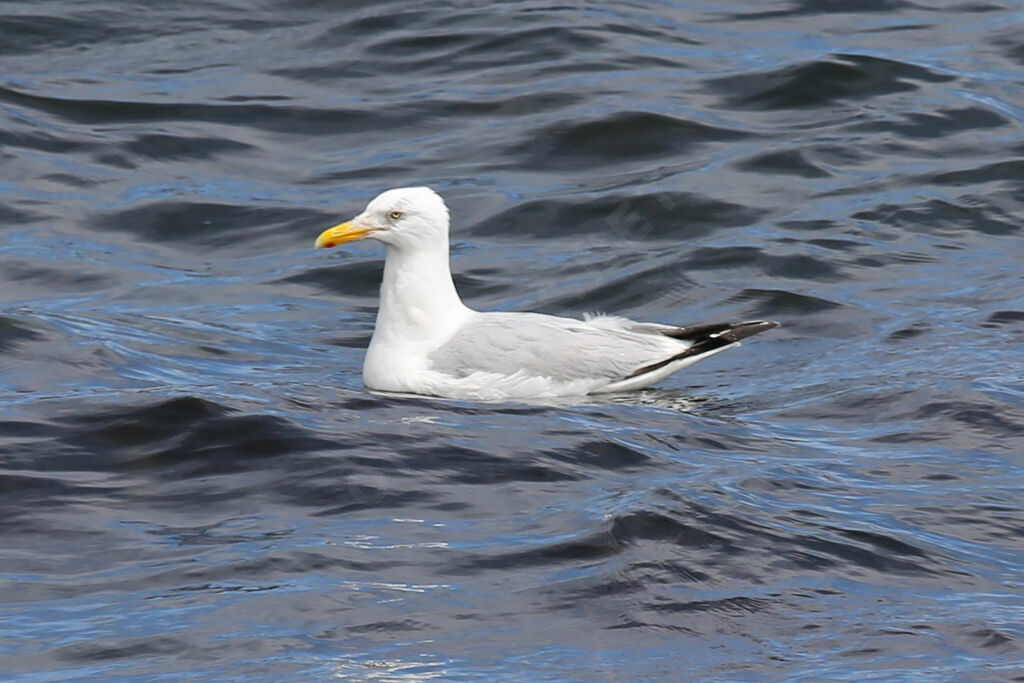 Goéland d'Amérique