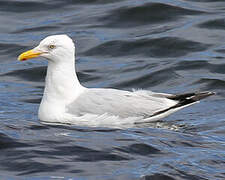 American Herring Gull