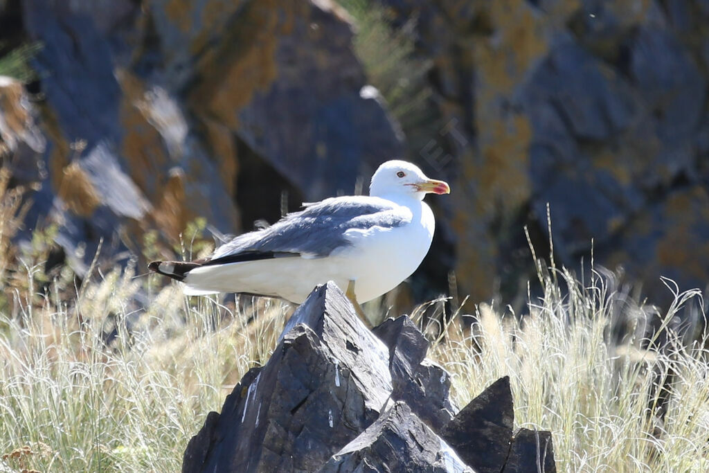 Armenian Gull