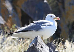 Armenian Gull