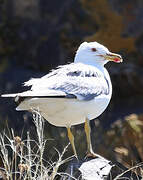 Armenian Gull