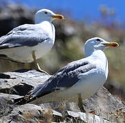 Armenian Gull