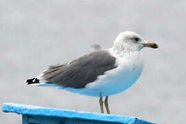 Armenian Gull