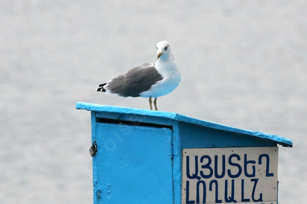 Armenian Gull