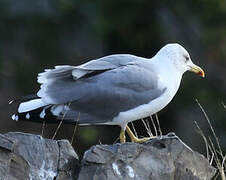 Armenian Gull