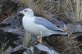 Armenian Gull