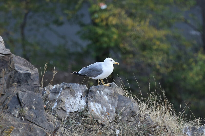 Armenian Gull