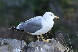 Armenian Gull