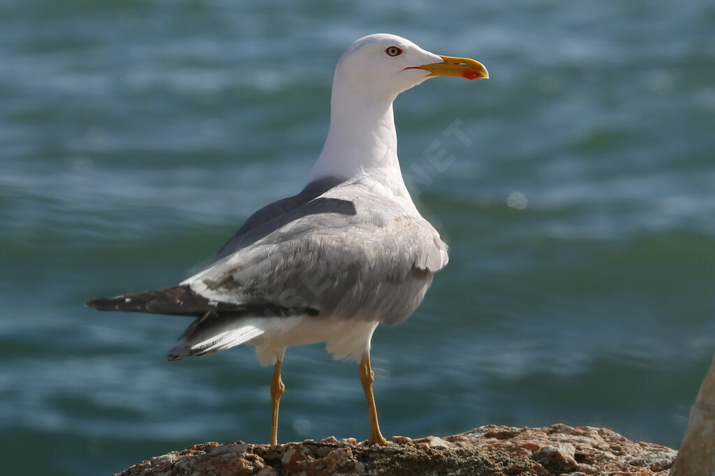 Yellow-legged Gull