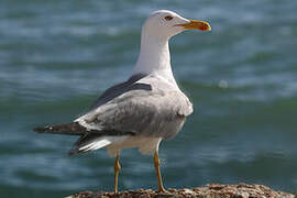 Yellow-legged Gull