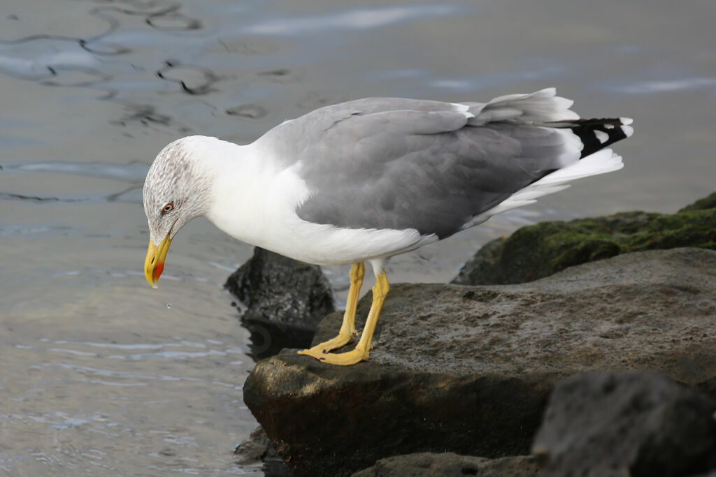 Yellow-legged Gull