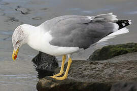 Yellow-legged Gull