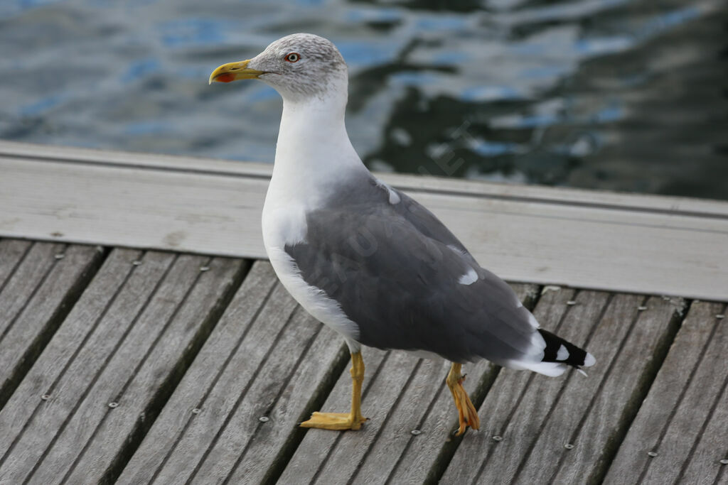 Yellow-legged Gull