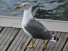 Yellow-legged Gull