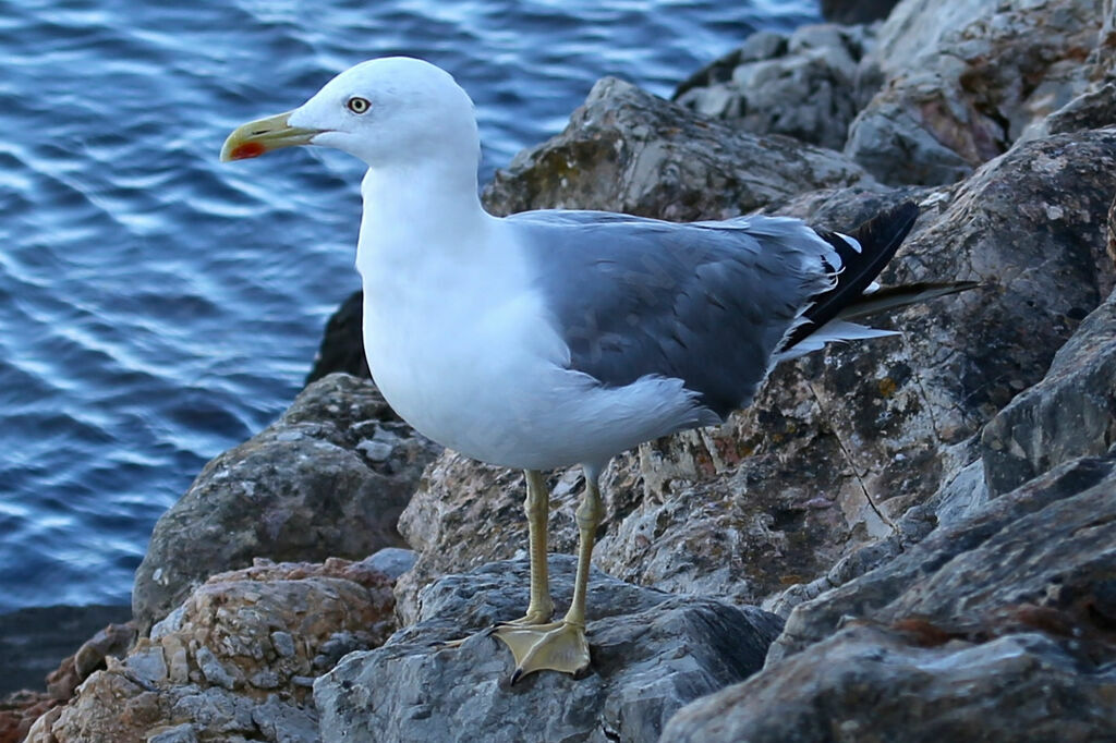 Goéland leucophée