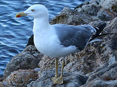 Yellow-legged Gull