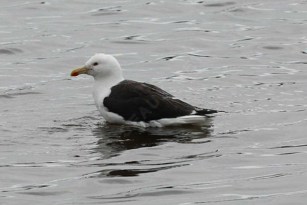 Great Black-backed Gull