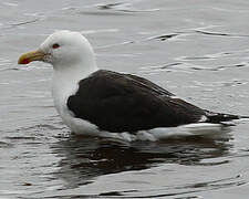 Great Black-backed Gull