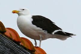 Great Black-backed Gull