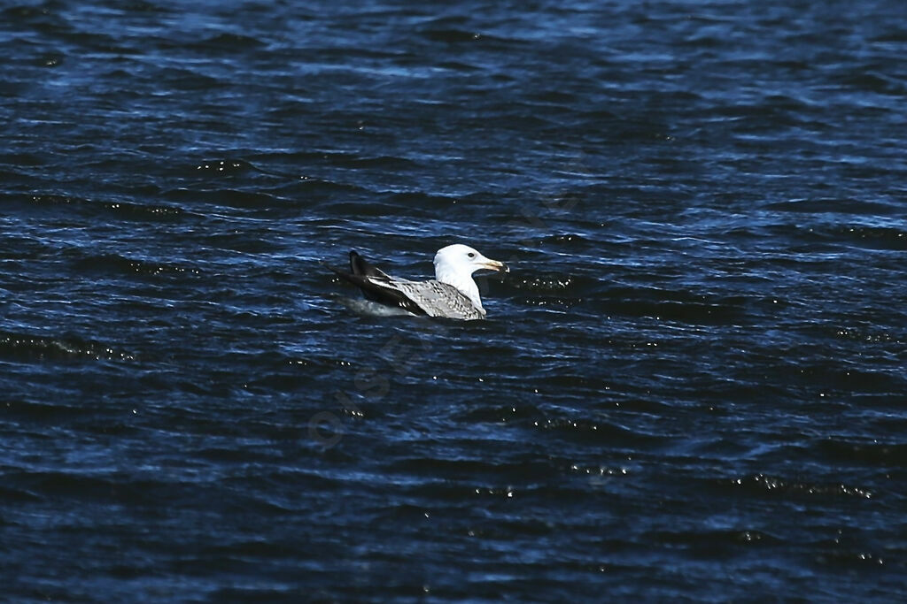 Caspian Gull