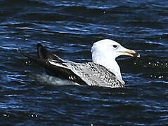 Caspian Gull