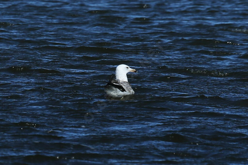 Caspian Gull