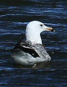 Caspian Gull