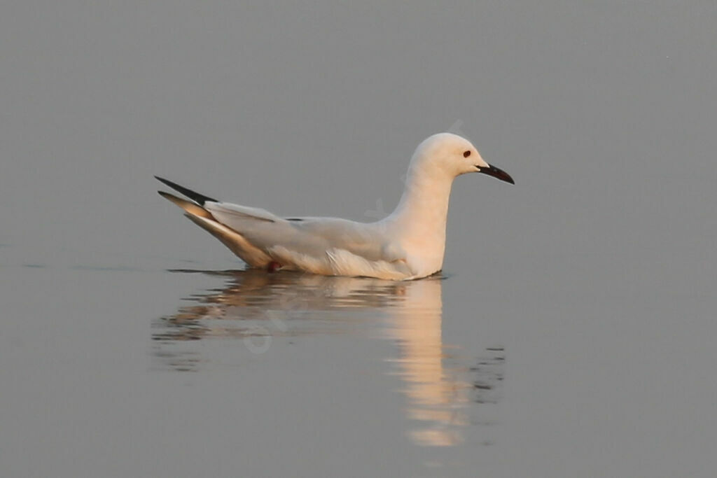 Slender-billed Gull