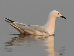 Slender-billed Gull