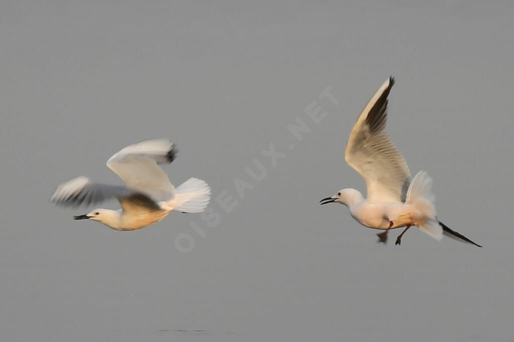 Slender-billed Gull