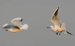 Slender-billed Gull