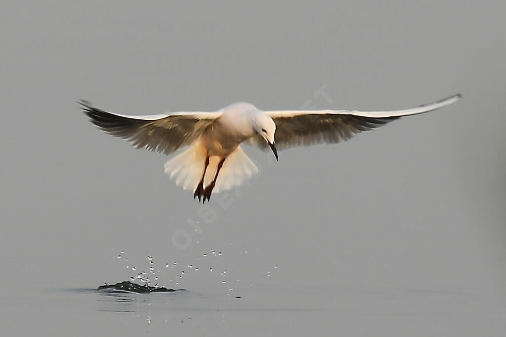 Slender-billed Gull