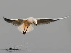 Slender-billed Gull