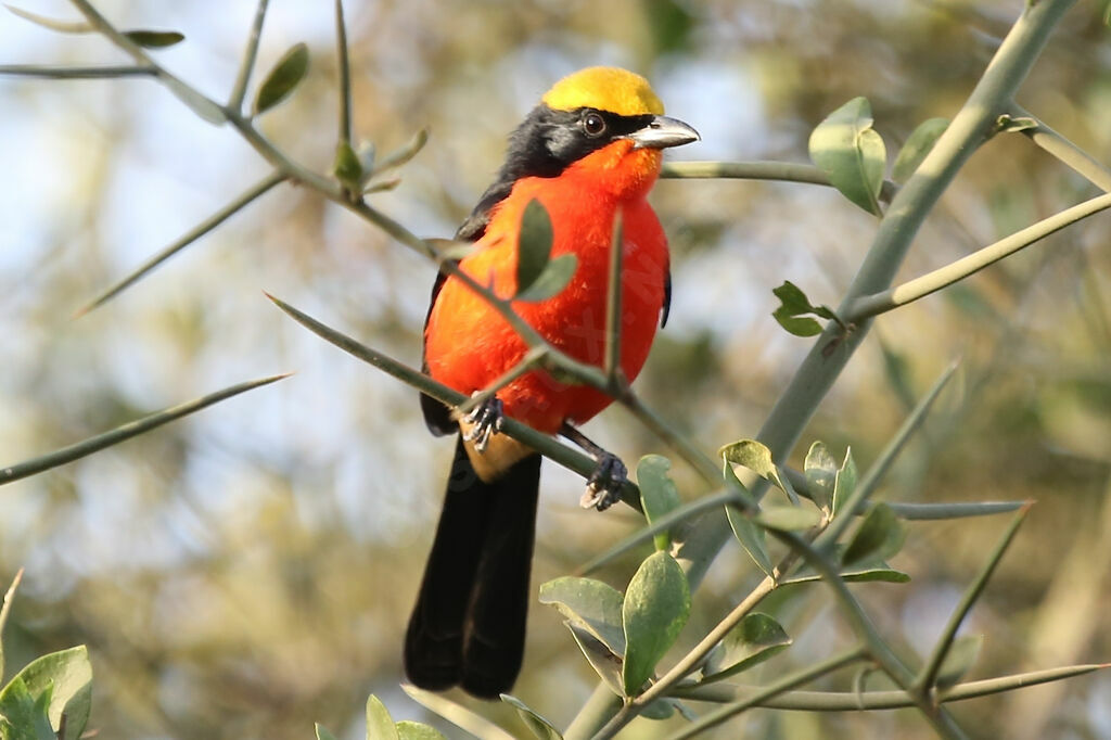 Yellow-crowned Gonolek