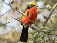 Yellow-crowned Gonolek