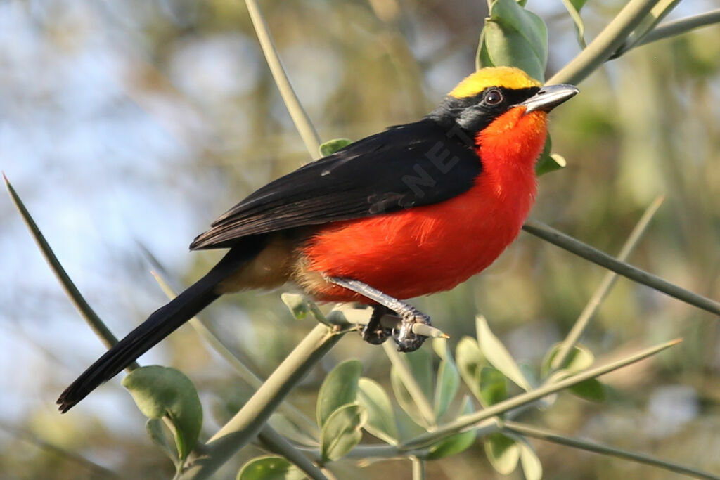 Yellow-crowned Gonolek