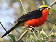 Yellow-crowned Gonolek