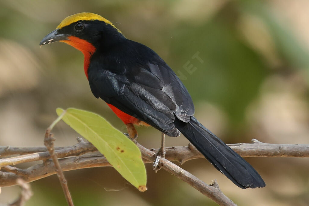 Yellow-crowned Gonolek