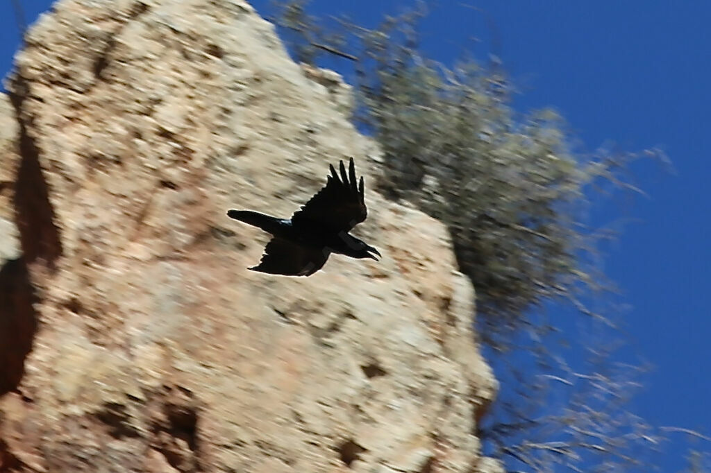 Northern Raven