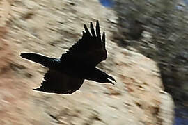 Northern Raven