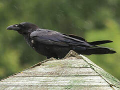 Northern Raven