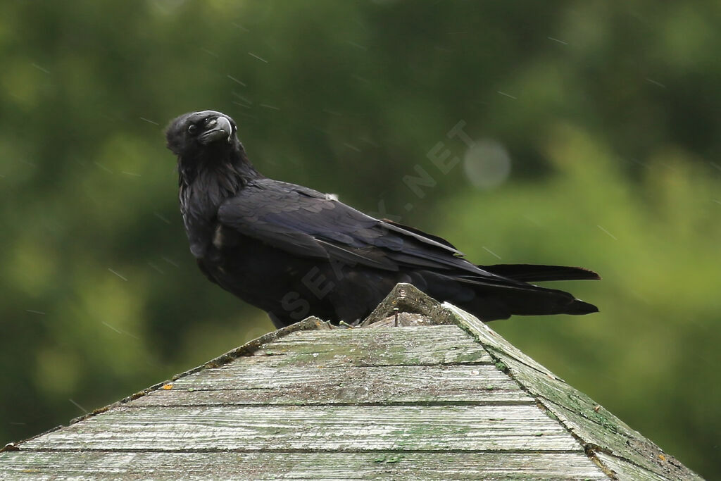 Northern Raven