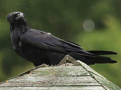 Northern Raven