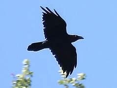 Northern Raven