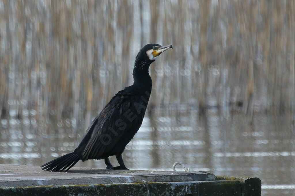 Great Cormorant