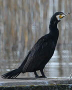 Great Cormorant