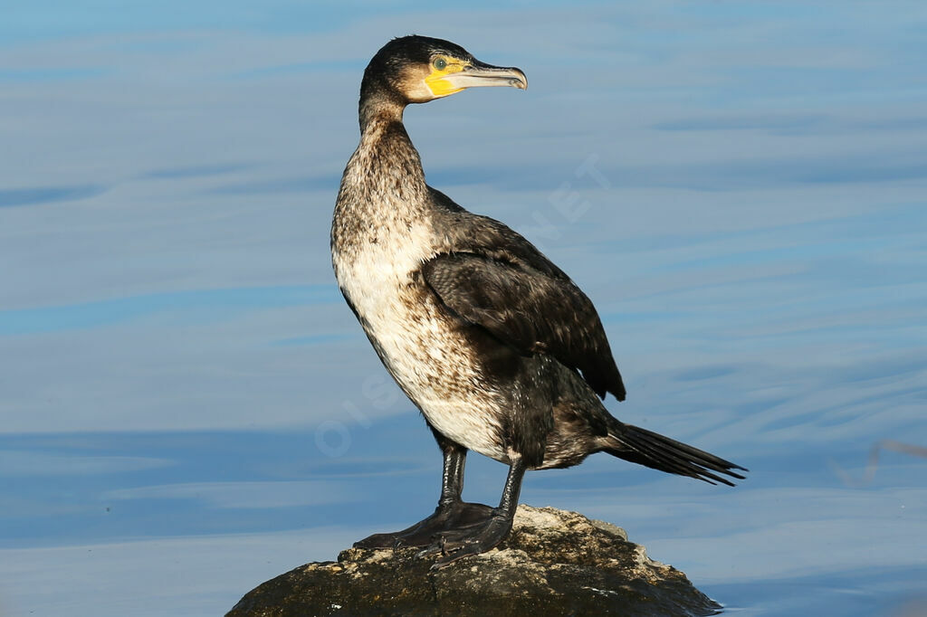 Great Cormorant