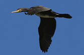 Grand Cormoran